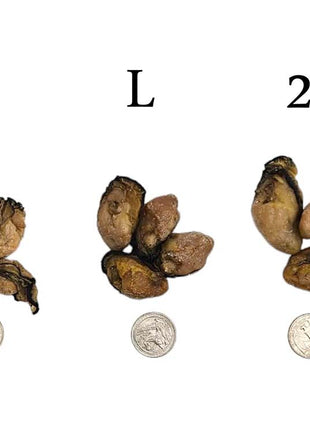 DRIED OYSTER FROM JAPAN 日本 蠔豉 M