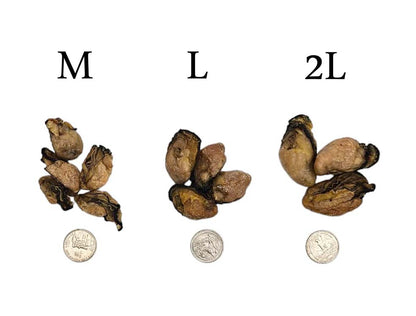 DRIED OYSTER FROM JAPAN  日本 蠔豉 LL