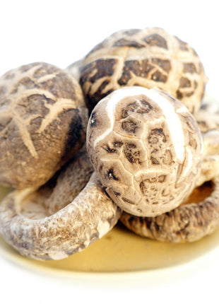 BIONIC WOOD TEA SHIITAKE MUSHROOM 仿木茶花菇*椎茸*(4-5CM)