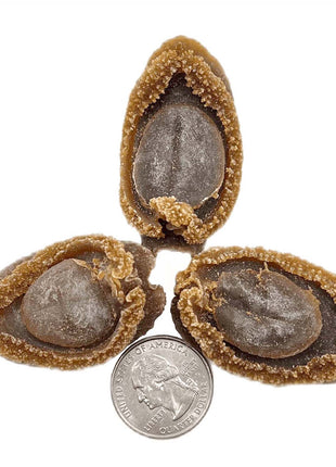 JAPAN AGED SUN-DRIED ABALONE 日本 溏心吉品鮑(41 頭)
