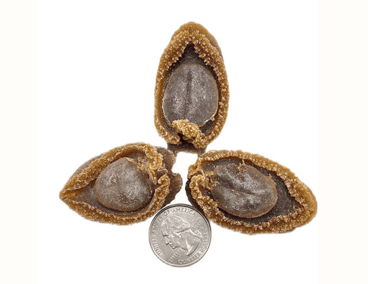 JAPAN AGED SUN-DRIED ABALONE 日本 溏心吉品鮑(41 頭)