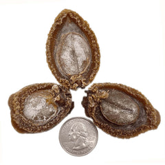 Collection image for: Dried Abalone 乾鮑