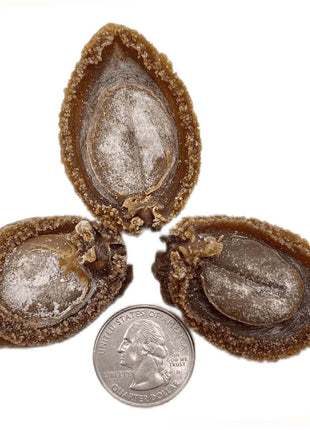 JAPAN AGED SUN-DRIED ABALONE 日本 溏心吉品鮑（45 頭）
