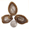 Dried Abalone 乾鮑魚