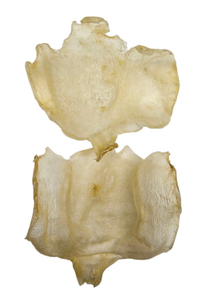 WEST AFRICA DRIED BUTTERFLY FISH MAW 西非  特厚蝴蝶膠(4-5PC/LB)