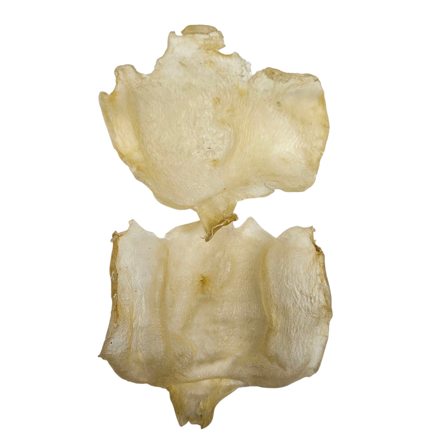 WEST AFRICA DRIED BUTTERFLY FISH MAW 西非  特厚蝴蝶膠(4-5PC/LB)