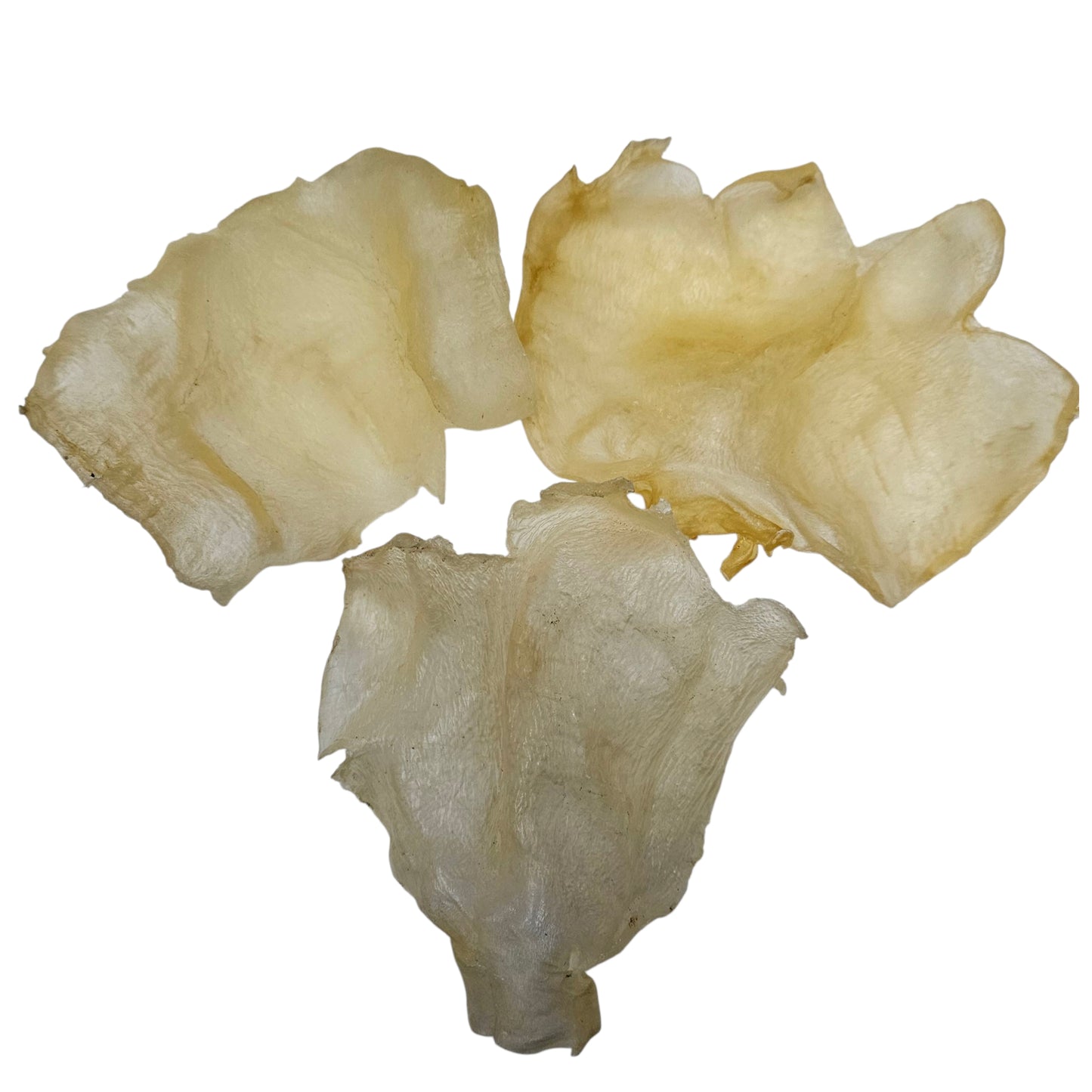 WEST AFRICA MEDIUM DRIED THICK BUTTERFLY FISH MAW 西非 蝴蝶膠 (6-8PC/LB)