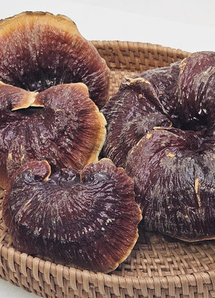 WILD GOLDEN EDGED REISHI  中國 野山赤靈芝*金邊*(16 OZ)