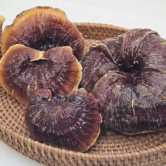 WILD GOLDEN EDGED REISHI  中國 野山赤靈芝*金邊*(16 OZ)