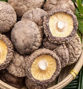 DRIED SHIITAKE MUSHROOM 金常來 光面菇（4-5CM）