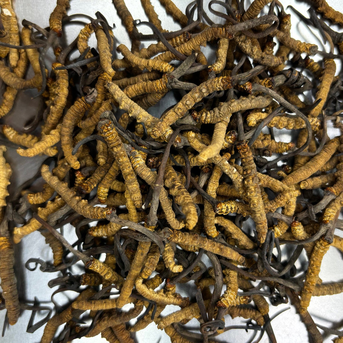 DRIED CORDYCEPS 西藏冬蟲夏草(2600條/KG)