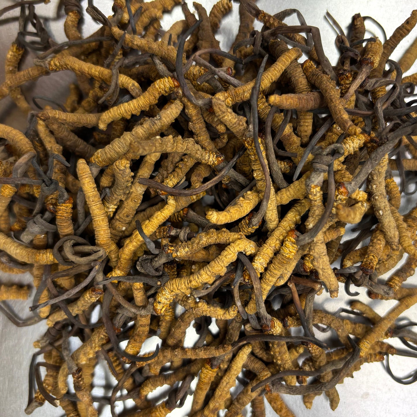 DRIED CORDYCEPS 西藏冬蟲夏草(3500條/KG)