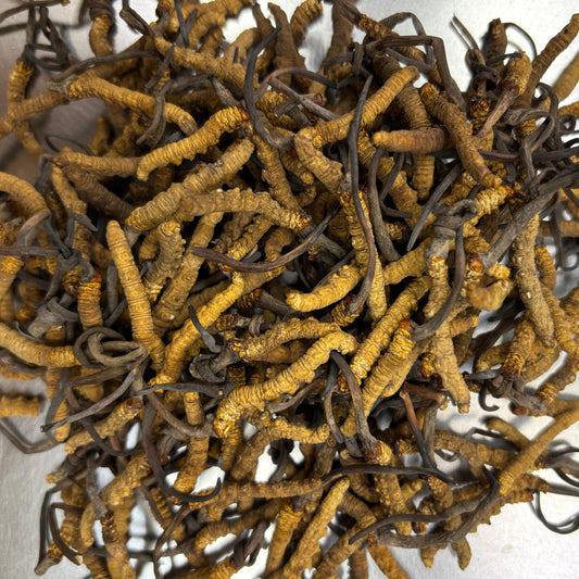 DRIED CORDYCEPS 西藏冬蟲夏草(3500條/KG)