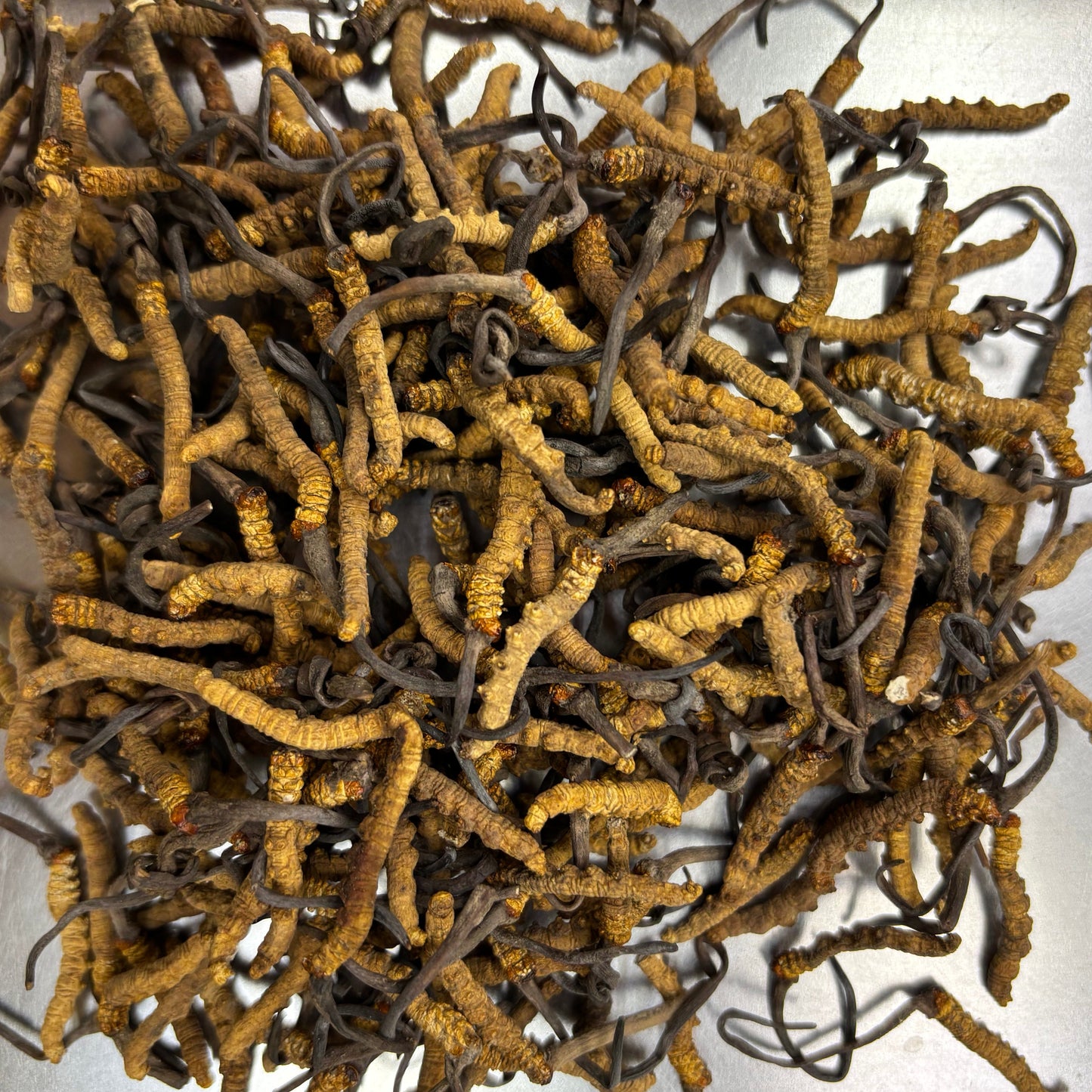 DRIED CORDYCEPS 西藏冬蟲夏草(4800條/KG)