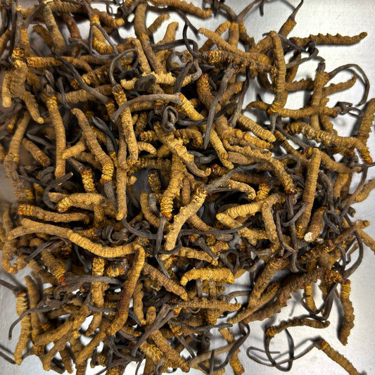 DRIED CORDYCEPS 西藏冬蟲夏草(4800條/KG)