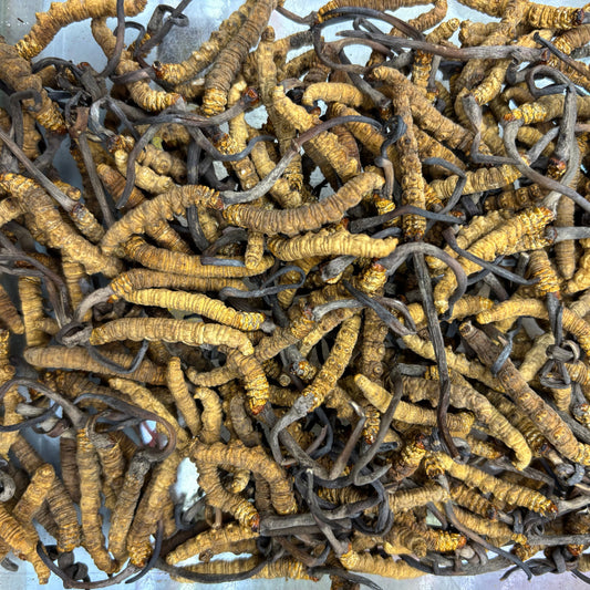 DRIED CORDYCEPS 西藏冬蟲夏草*特大草*(85-90條/香港兩)
