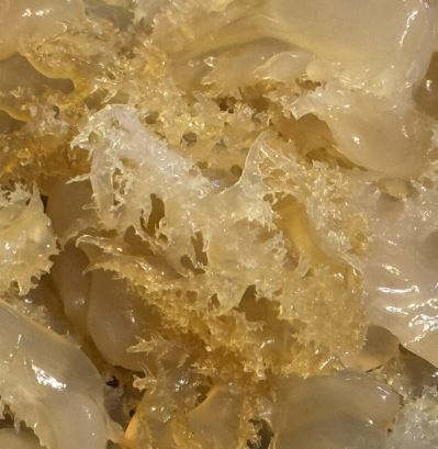 JELLY FISH HEAD  海珍  海蜇頭(膠罐)40LB